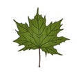 Vector colored green maple leaf icon isolated on white background. Tree greenery botanical illustration. Cartoon style autumn Royalty Free Stock Photo