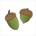 Vector colored green oak acorn icon