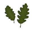 Vector colored green oak leaf icon