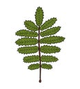 Vector colored green rowan leaf icon