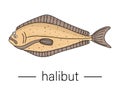 Vector colored halibut. Cartoon style sea fish icon.