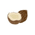 Vector colored hand drawn doodle sketch coconut