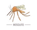 Vector colored mosquito icon isolated on white background Royalty Free Stock Photo