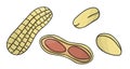 Vector colored peanut icon. Set of isolated monochrome nuts. Food line drawing illustration in cartoon or doodle style isolated on Royalty Free Stock Photo