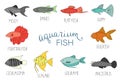 Vector  colored set of  aquarium fish isolated on white background Royalty Free Stock Photo