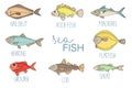 Vector colored set of fish