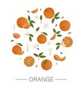 Vector  colored set of oranges framed in circle isolated on white background Royalty Free Stock Photo