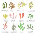 Vector colored set of seaweeds