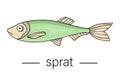 Vector colored sprat. Cartoon style sea fish icon.