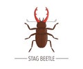 Vector colored stag beetle icon isolated on white background Royalty Free Stock Photo