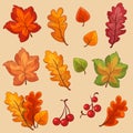 Vector colorful autumn leaf set