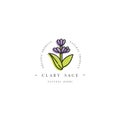 Vector colorful design template logo and emblem healthy herb- clary sage. Logo in trendy linear style isolated on white