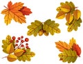 Vector colorful illustration of autumnal tree leaves. Royalty Free Stock Photo