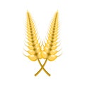 Vector colorful illustration of barley