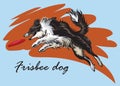 Decorative border collie playing frisbee