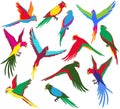 Vector colorful jungle parrot set