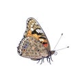 Vector Colorful Painted Lady Butterfly Side View