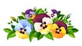 Colorful pansy flowers. Vector illustration.