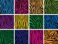 vector colorful skin textures of zebra Royalty Free Stock Photo