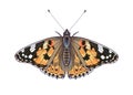 Vector Colorful Vanessa Cardui Butterfly Isolated on White Background Royalty Free Stock Photo