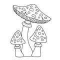 Vector coloring book page. Black and white illustration group of amanita mushrooms