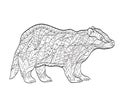 Vector coloring European badger for adults