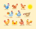 Vector coloured chicken collection, colored collection, vector illustration