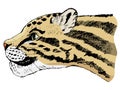 Sketch of clouded leopard