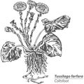 Vector Coltsfoot with Flowers
