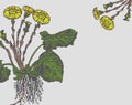 Vector Coltsfoot with Flowers