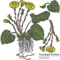 Vector Coltsfoot with Flowers