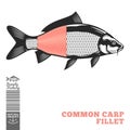 Vector common carp illustration Royalty Free Stock Photo