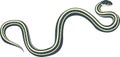 Vector Common garter snake