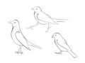 Vector of Common House Sparrow and Running Robins