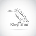 Vector of Common kingfisher Alcedo atthis