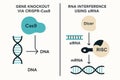 Vector comparison chart of CRISPR gene knockout and RNA interference pathways using Cas9 and siRNA, for educational biomedical Royalty Free Stock Photo