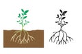 Vector of a complete plant with leaves, stems and roots