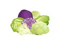 Vector composition of different cabbage.