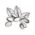Vector composition of nuts, pistachios, leaves. All objects are hand-drawn with ink. Vector illustration for printing on Royalty Free Stock Photo