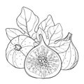 Vector composition with outline Common Fig or Ficus carica. Ripe fruit slice and leaf isolated on white background.