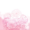 Vector composition with outline peony flower bunch, bud and ornate leaves on the textured pink background. Bouquet of peonies. Royalty Free Stock Photo