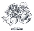 Vector composition of pomegranate fruits, flowers, branches. Royalty Free Stock Photo
