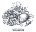 Vector composition of pomegranate fruits, flowers, branches. Royalty Free Stock Photo