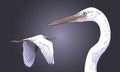 Vector Composition of White Heron Egret