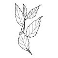 Vector contour birch branch with leaves Royalty Free Stock Photo