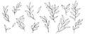 vector contour branch and leaves collection. Elegant branches for decoration. ink hand drawing monochrome botanical