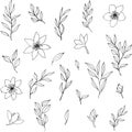 vector contour branch, leaves and flowers collection. ink hand drawing elegant monochrome botanical illustration for