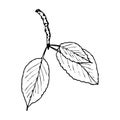 Vector contour branch with leaves