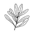 Vector contour branch with leaves