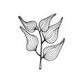 Vector contour branch with leaves